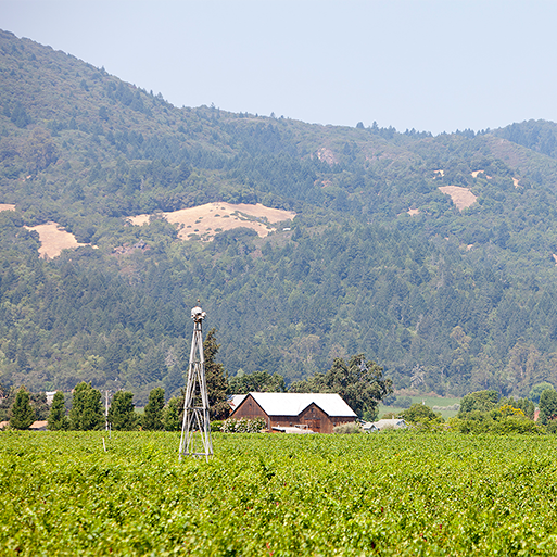 Foley Johnson vineyards in Napa Valley with distant tasting room, rolling hills, and a windmill in the background