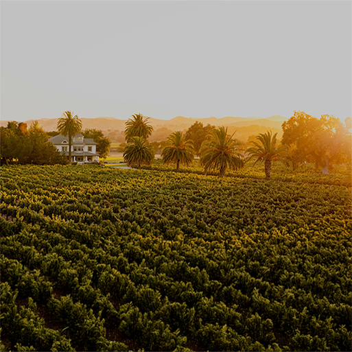 Firestone Vineyards at golden hour with sunlight casting a warm glow