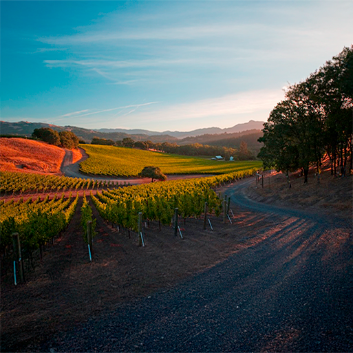 a view of Roths vineyard landscape during golden hour casting a beautiful pink hue across the hills