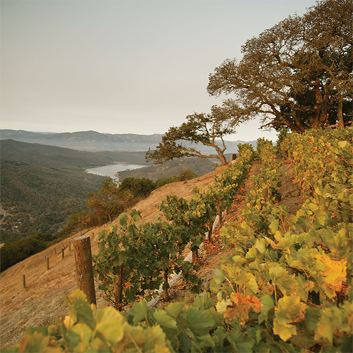 Kuleto vineyards atop a hill with views of the mountains and Lake Hennessey in the background