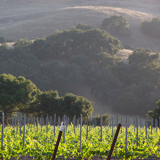 Sun-drenched Firestone Vineyards with scenic rolling hills in the distance