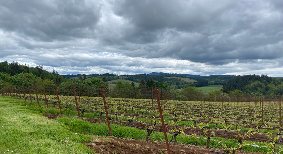 a landscape photo of The Four Graces vineyards